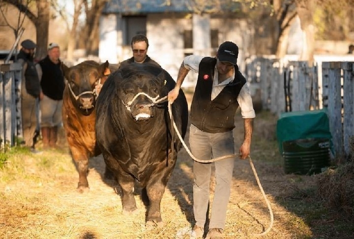 Paso firme para la ganadería patagónica